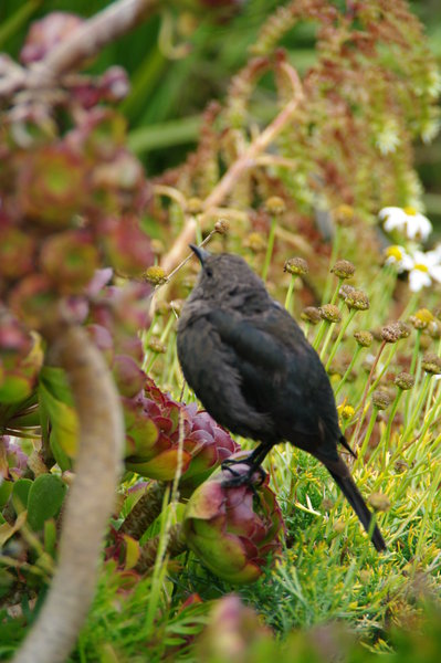 A Song for my Supper
