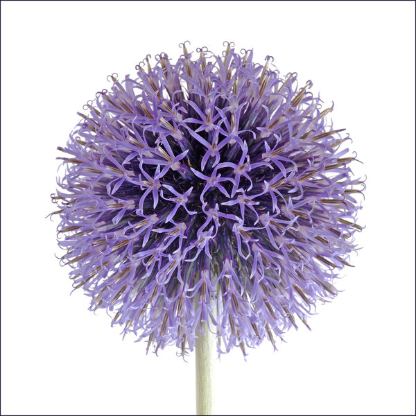 Alium