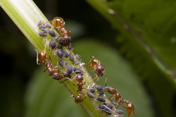 ants