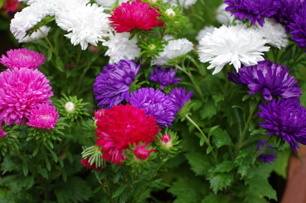 Aster be a lens test