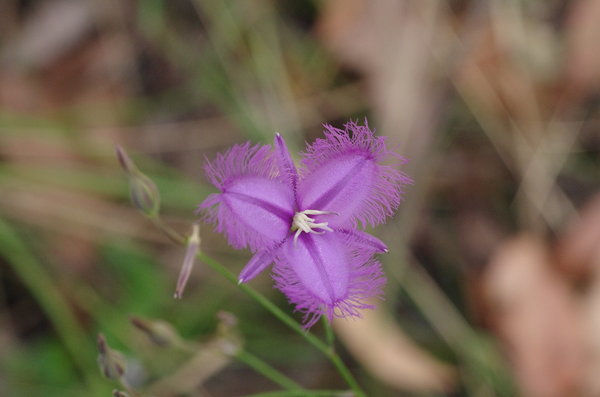 Australian Violet