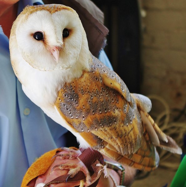 Barn Owl