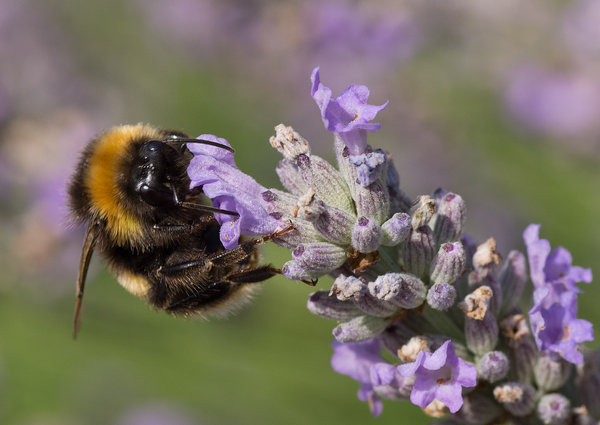 Bee getting a meal
