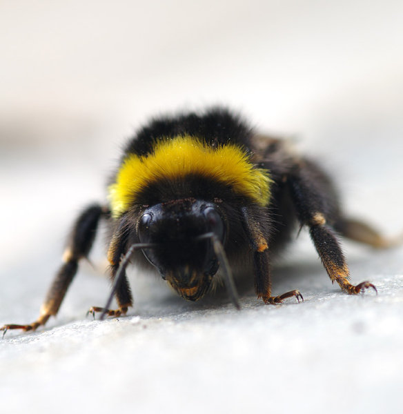 Bee