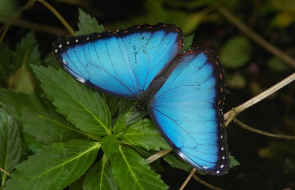 Blue Morpho