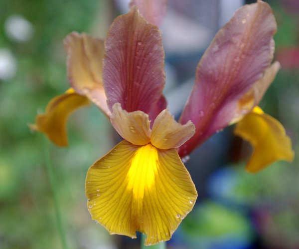 Bronze Iris