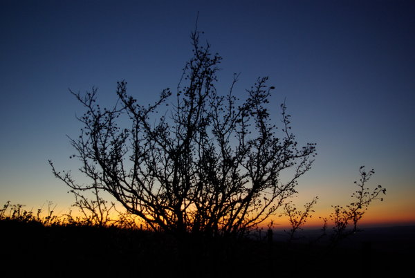 bush on a hill