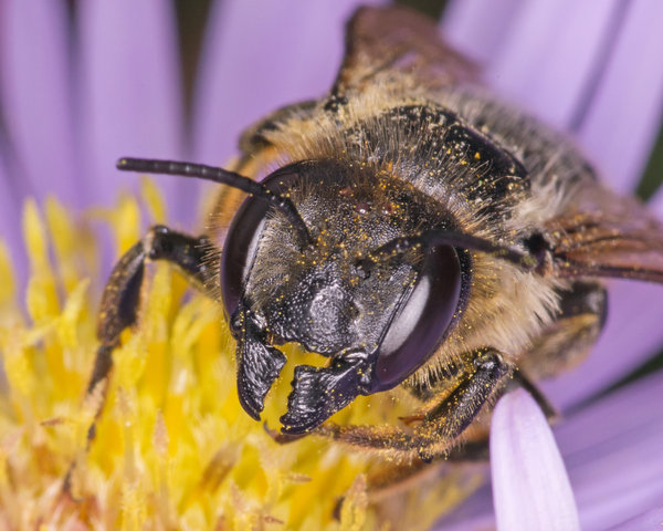 Business end of a Leaf Cutter bee.