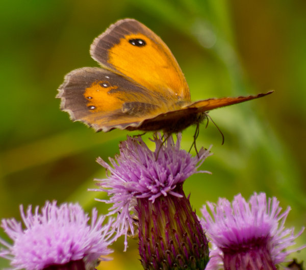 butterfly