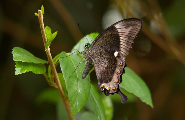 butterfly