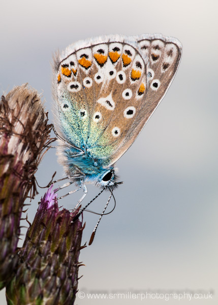 Common Blue