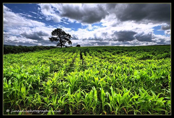 Corn Field