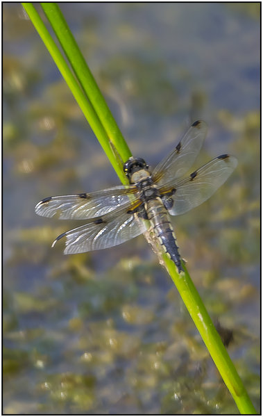 Dragon Fly.