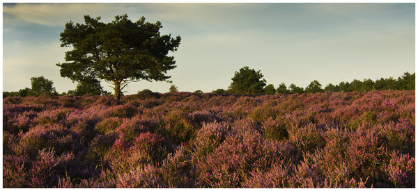 Dunwich Heath, Suffolk
