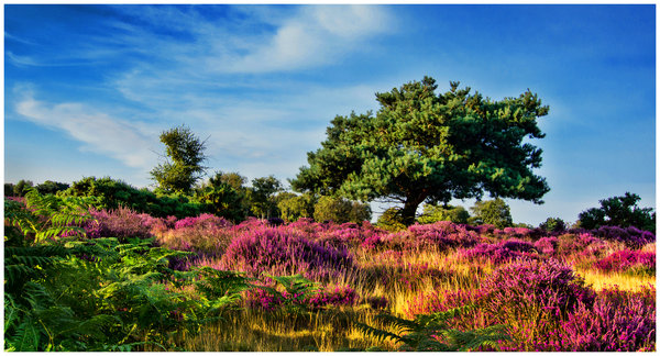 Dunwich Heath, Suffolk 2