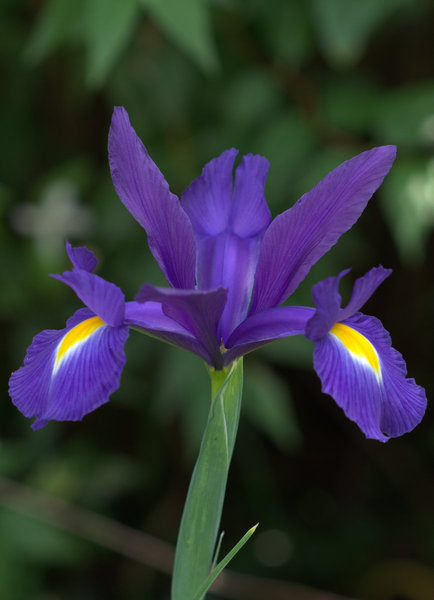 Dutch Iris