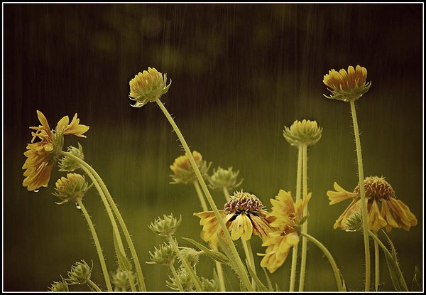 Embrace the rain