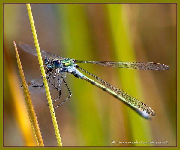 Emerald Damselfly