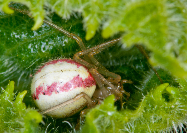 Enoplognath Ovata
