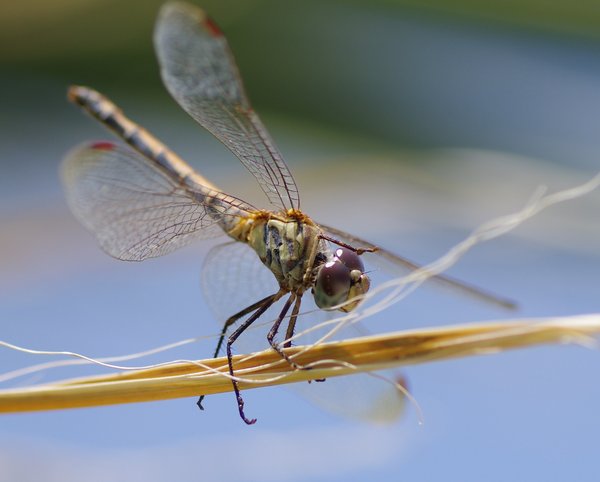 female dragon fly cyprus