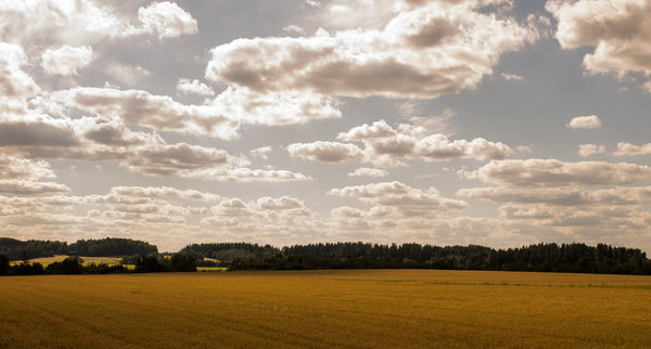 Field