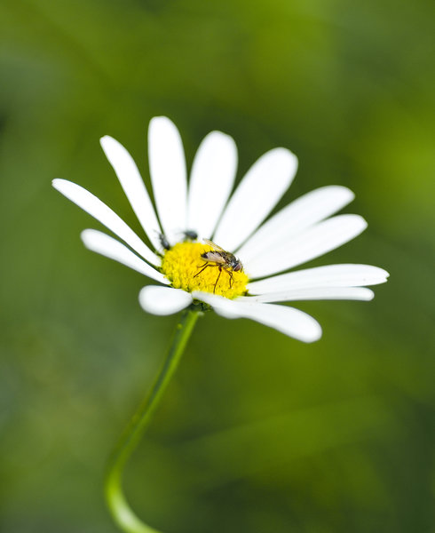 flower and fly