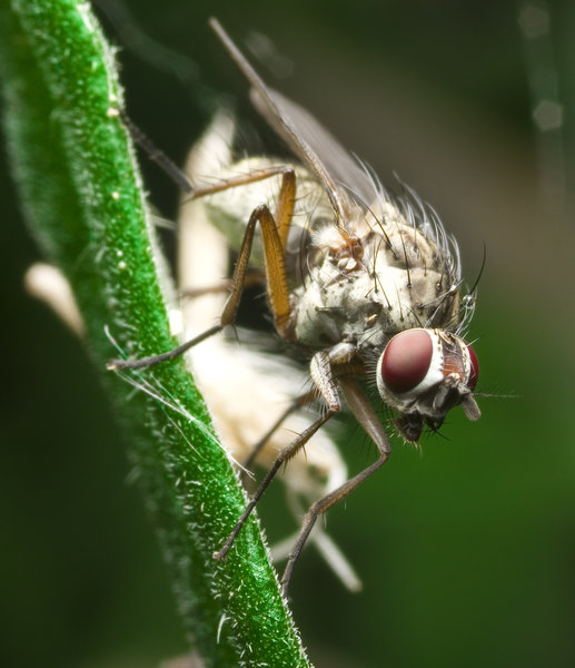 fly