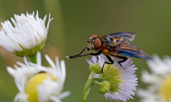 fly