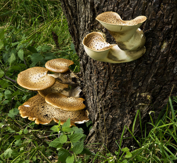 Fungus