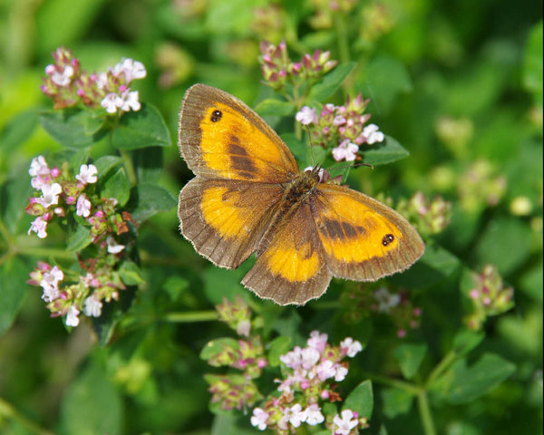 Gatekeeper