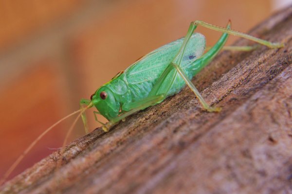 Grasshopper