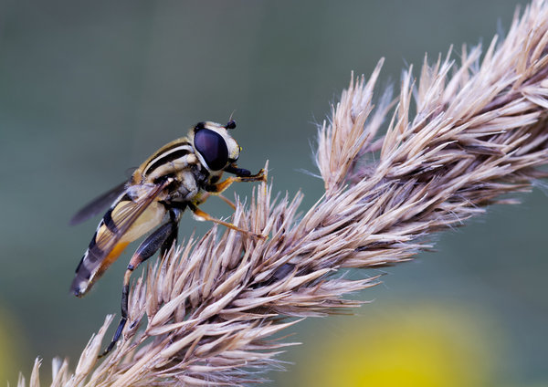 Helophilus pendulus