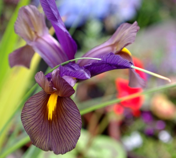 Iris
