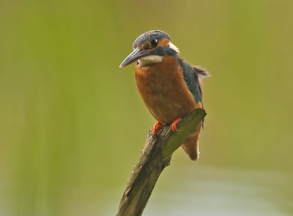 Kingfisher 2