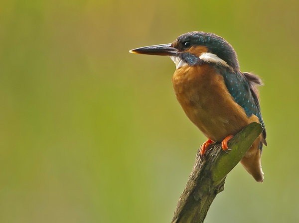 Kingfisher of Pennington Flash