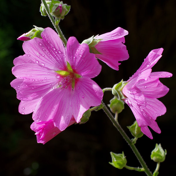 Lavatera between Showers