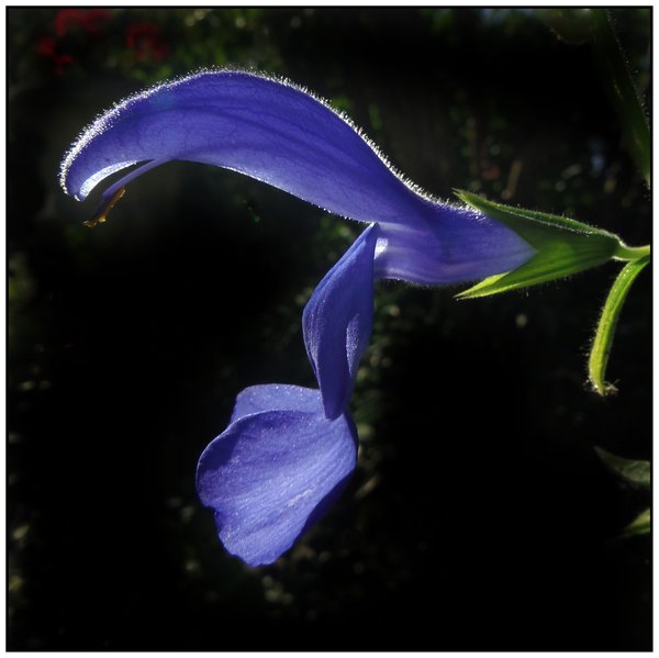 Lobelia