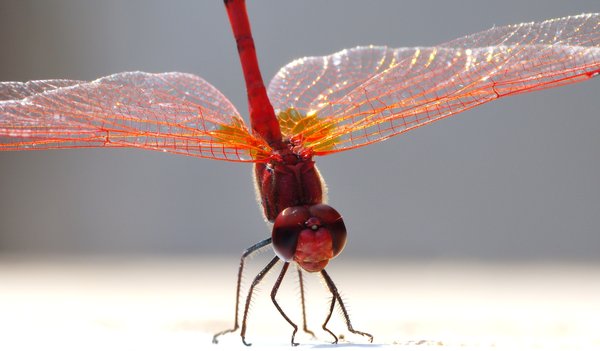 Male dragon fly Cyprus