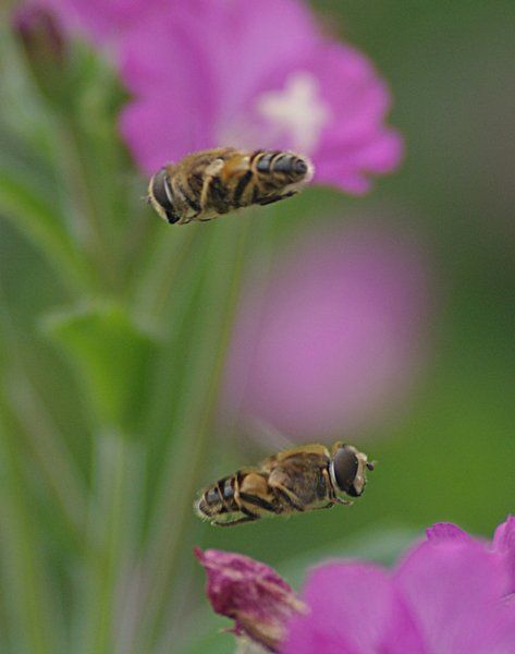 Oh 2 bee in flight
