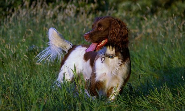 Our Springer Rufus