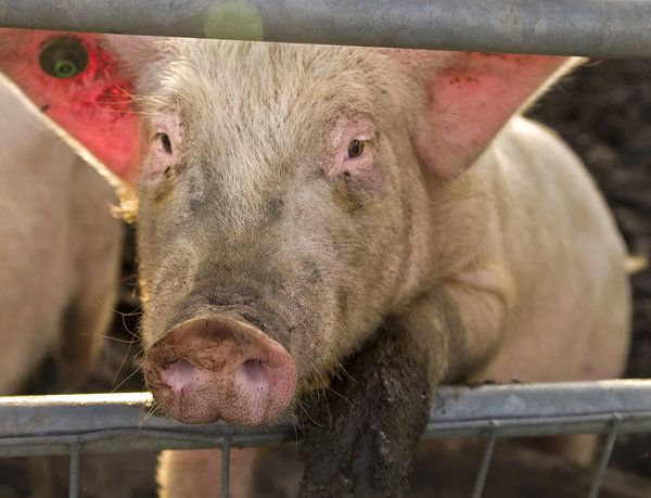 Pig