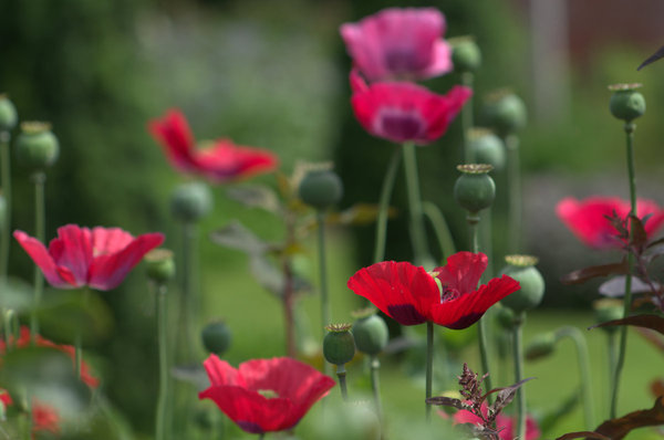 Poppies
