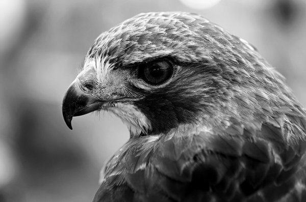 Raptor in Black & White