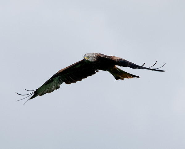 Red Kite