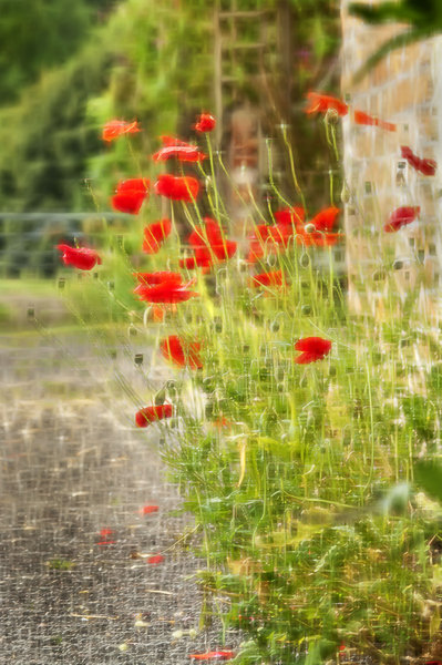 Roadside Poppies 2