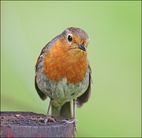 Robin