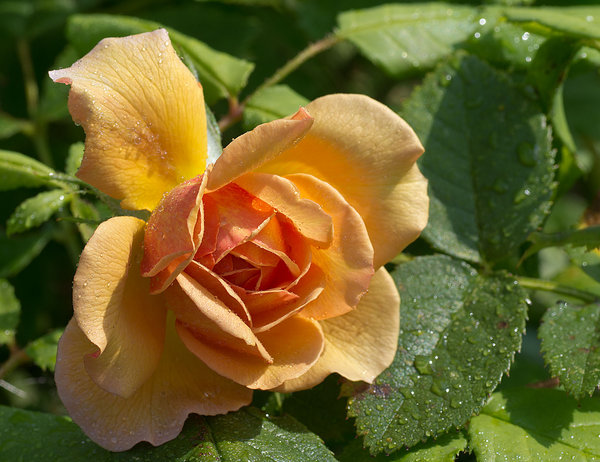 Rose with water droplets