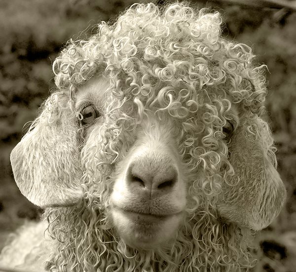 Sheepish grin