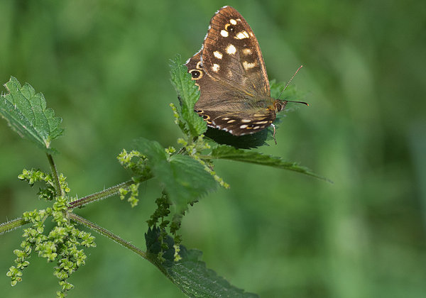 Speckled Wood Butterfly