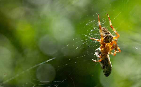Spider with captured bee